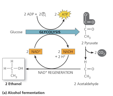 <ul><li><p>Pyruvate is converted to ethanol (ethyl alcohol).</p></li></ul><ol><li><p>CO₂ is released from pyruvate, forming 2 molecules of acetaldehyde.</p></li><li><p>Acetaldehyde is reduced by NADH to form ethanol.</p></li></ol><ul><li><p>This regenerates NAD⁺ needed for glycolysis.</p></li><li><p>Carried out by many bacteria and yeasts (e.g., sourdough, beer).</p></li></ul><p></p>