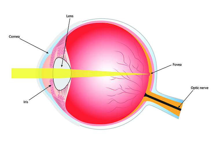 <p>Shallow pit; often a site for attachment of a ligament</p>