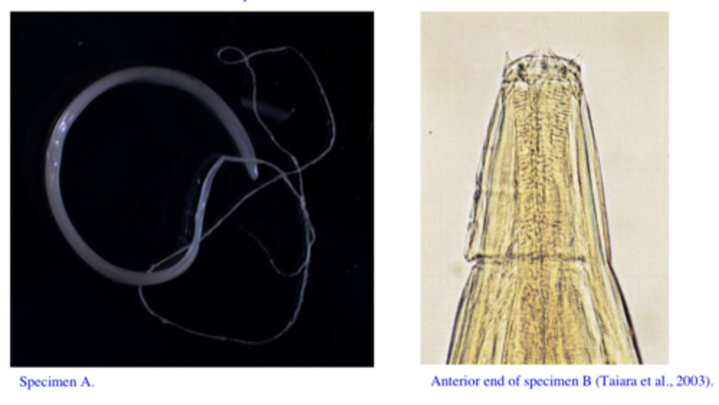 <p>Station 14:</p><p>Q1: Name the two different parasites and tell how you identified them (most important morphological features for each of them).</p>