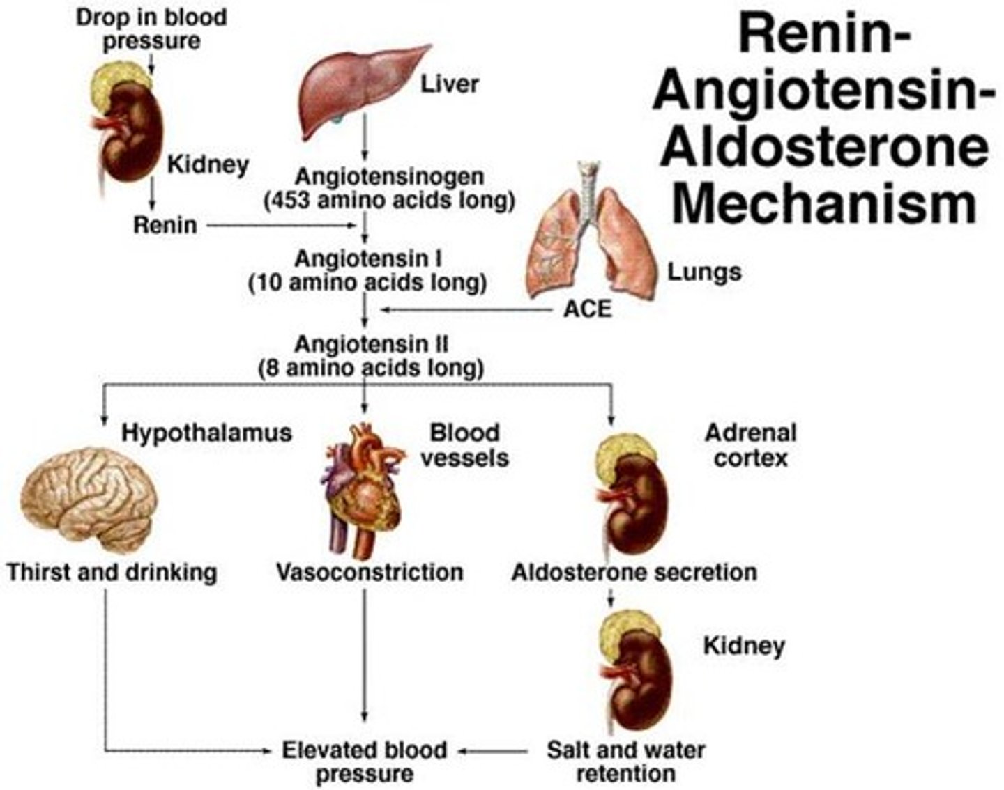 <p>- low cardiac output stimulates the renin-angiotensin system (RAS)</p><p>- helps maintain arterial pressure and retains sodium &amp; water</p><p>- the sympathetic nervous system stimulates beta-1 receptors in the juxtaglomerular region of the kidney = release of renin</p><p>- renin → angiotensinogen → angiotensin I → angiotensin II</p><p>- angiotensin II: a potent vasoconstrictor </p><p>- promotes sodium &amp; water retention, stimulates release of aldosterone, and causes pathological myocardial hypertrophy</p>