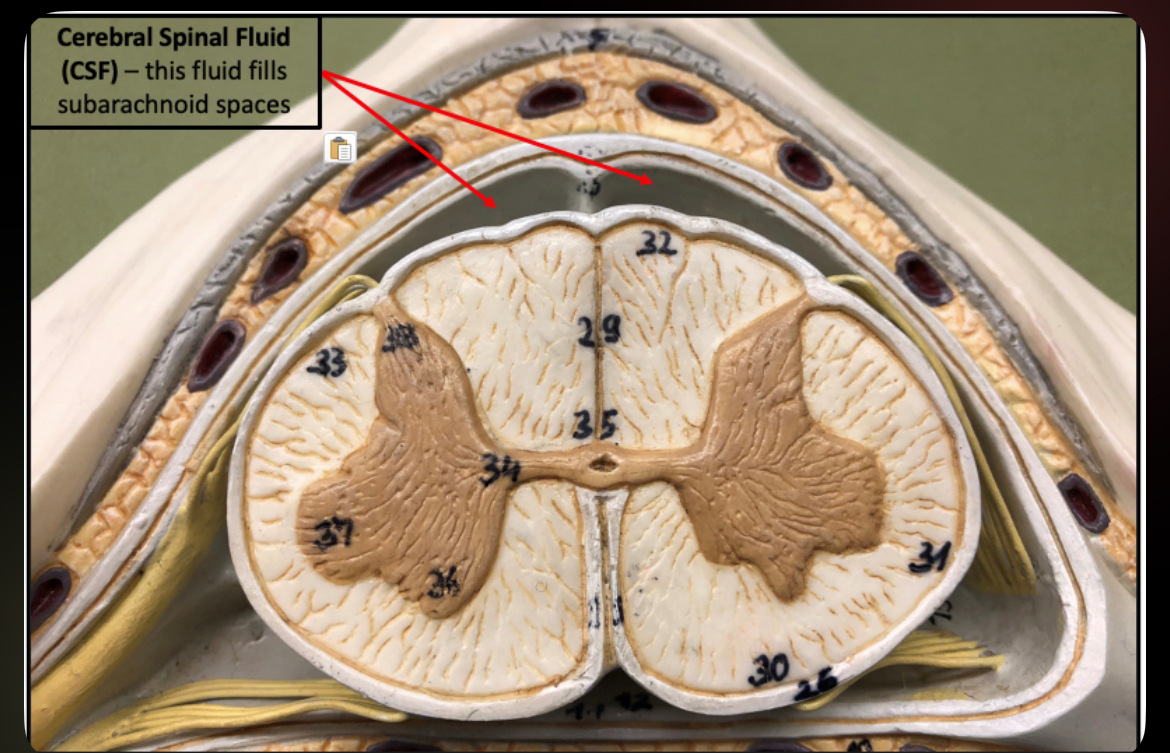 <p>Cerebrospinal Fluid (CSF)</p>