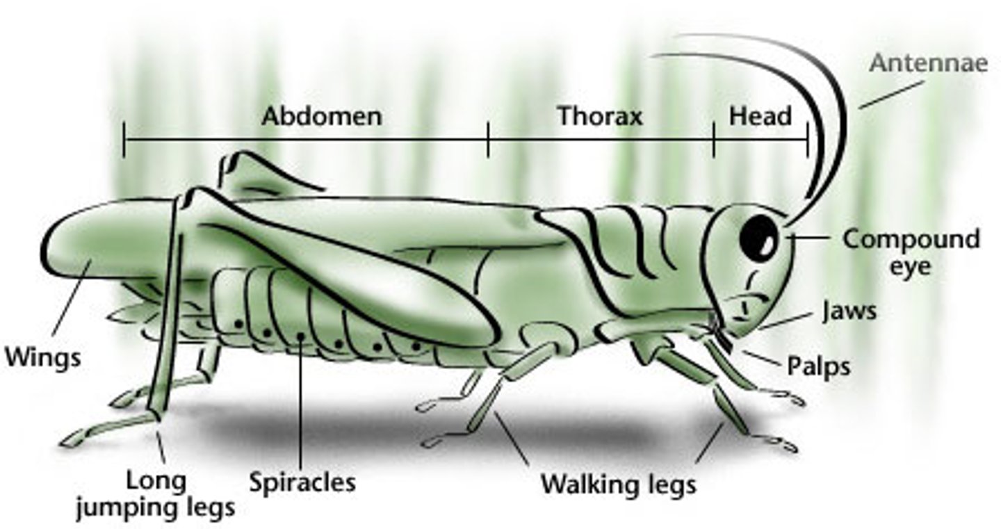 <p>insect respiratory system - openings in the exoskeleton that allow air to enter the trachea</p>