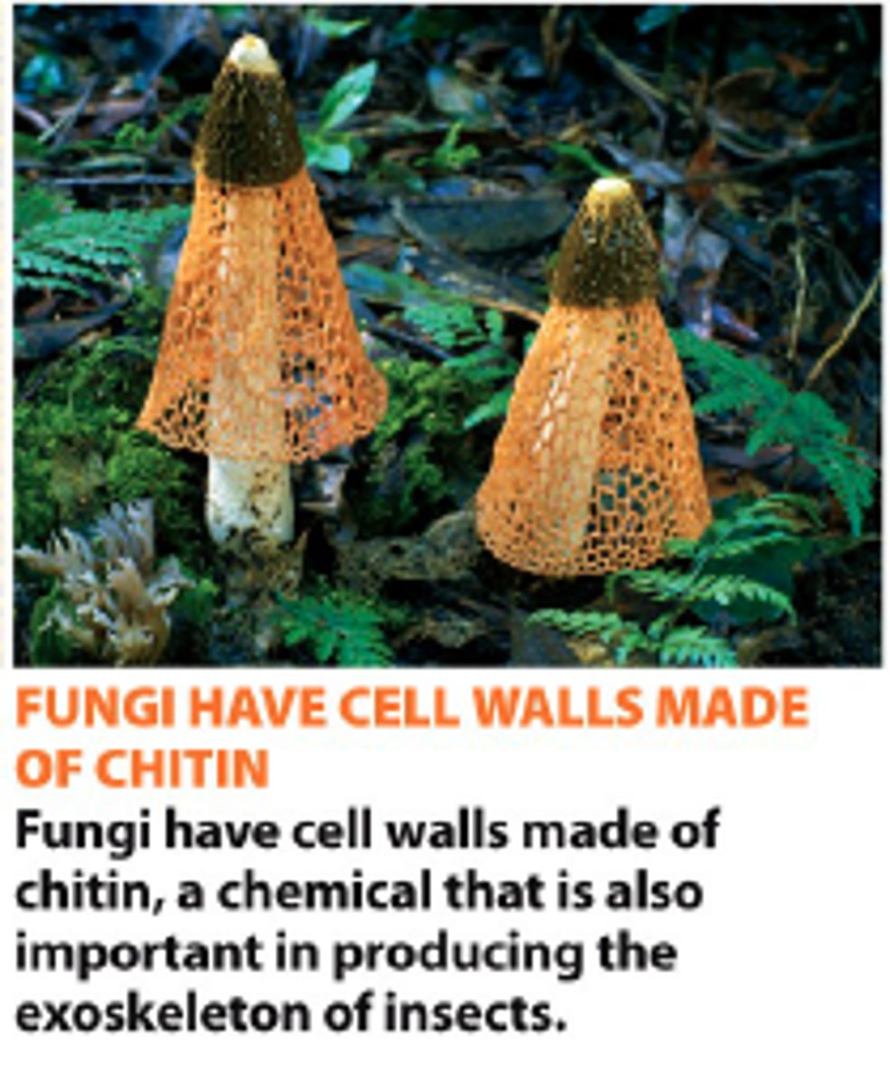 <p>a type of carbohydrate that forms the outer skeleton of arthropods, such as insects and crustaceans, and the cell walls of fungi</p>