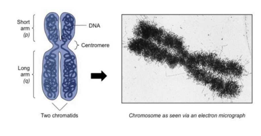 <ul><li><p> DNA is temporarily packaged into a tightly wound and condensed chromosome prior to division (via supercoiling).</p></li><li><p>Able to be easily segregated however is inaccessible to transcription machinery.</p></li></ul>