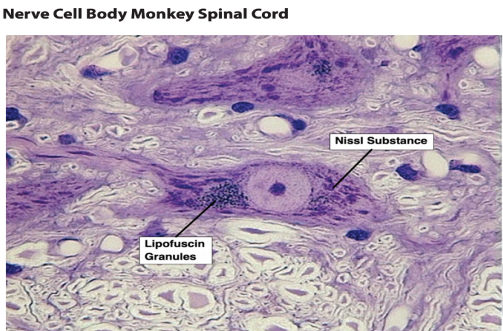<p>Nissl Substance</p><p>Lipofuscin Granules</p>