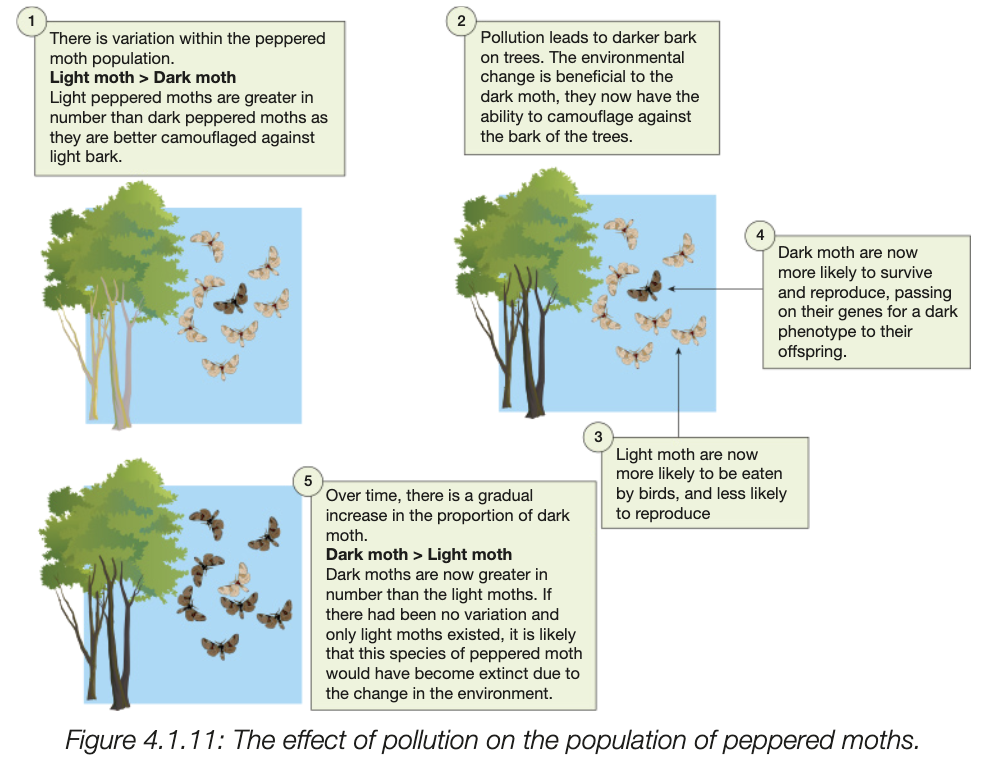 <ul><li><p>diversity within species</p></li><li><p>more individuals in the population, greater genetic diversity</p></li><li><p>different populations generally have different genetic compositions (gene pools - sum of all genes of individuals in population)<br><br></p></li></ul><ul><li><p>llarge gene pool → more likely to survive changing environmental conditions - increased chance some individuals have genotytpe surviving changing conditions</p></li><li><p>better adapted to new environment conditions (selection pressures) are more liekly to pass suitable traits to offspring</p></li><li><p>less gentic diversity can result in one environmental changes wiping out individuals - natural selection</p></li></ul><p></p>