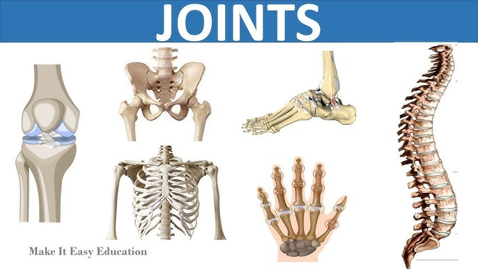 <p><strong>joints</strong></p>