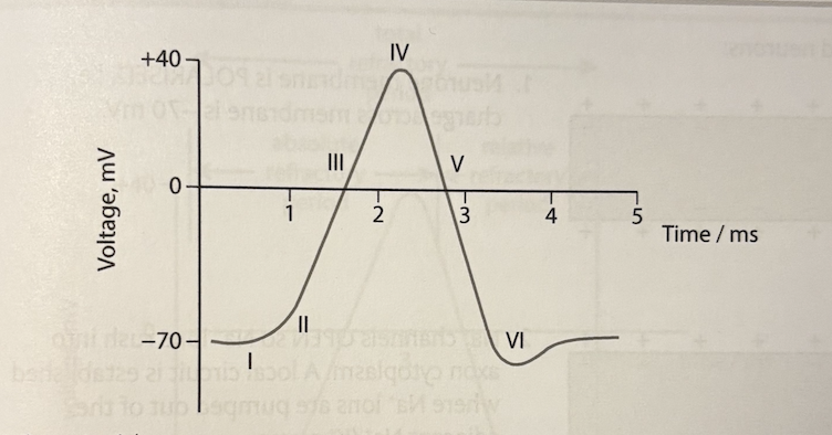 <p>I = at resting potential, the Na+ gates are closed and some K+ gates are open which together with the Na+/K+ pump result in a potential difference (charge) across the membrane of -70mV</p><p>II = energy of stimulus arriving causing Na+ voltage=gated gates to OPEN and Na+ ions flood in down their concentration gradient, depolarising the neurone. now the charge across the membrane becomes MORE positive due to MORE positive charges inside </p><p>III = as more Na+ ions enter, more gates open so even more Na+ ions rush in (positive feedback)</p><p>IV = when potential reaches =40mV the neurone is depolarised. Na+ gates close preventing further influx of Na+ ions. K+ gates then begin to open</p><p>V = K+ ions flood out of the neurone down their concentration gradient lowering the positive (+) gradient across the membrane. as a result, further K+ channels open, resulting in even more K+ ions leaving the neurone. the neurone becomes repolarised</p><p>VI = too many K+ ions leave the neurone so the electrical gradient overshoots -70mV reaching around -80mV (which is called hyper polarisation). to re-establish the resting potential (-70mV), K+ gates now close, and the Na+/K+ pump re-establishes the resting potential </p>