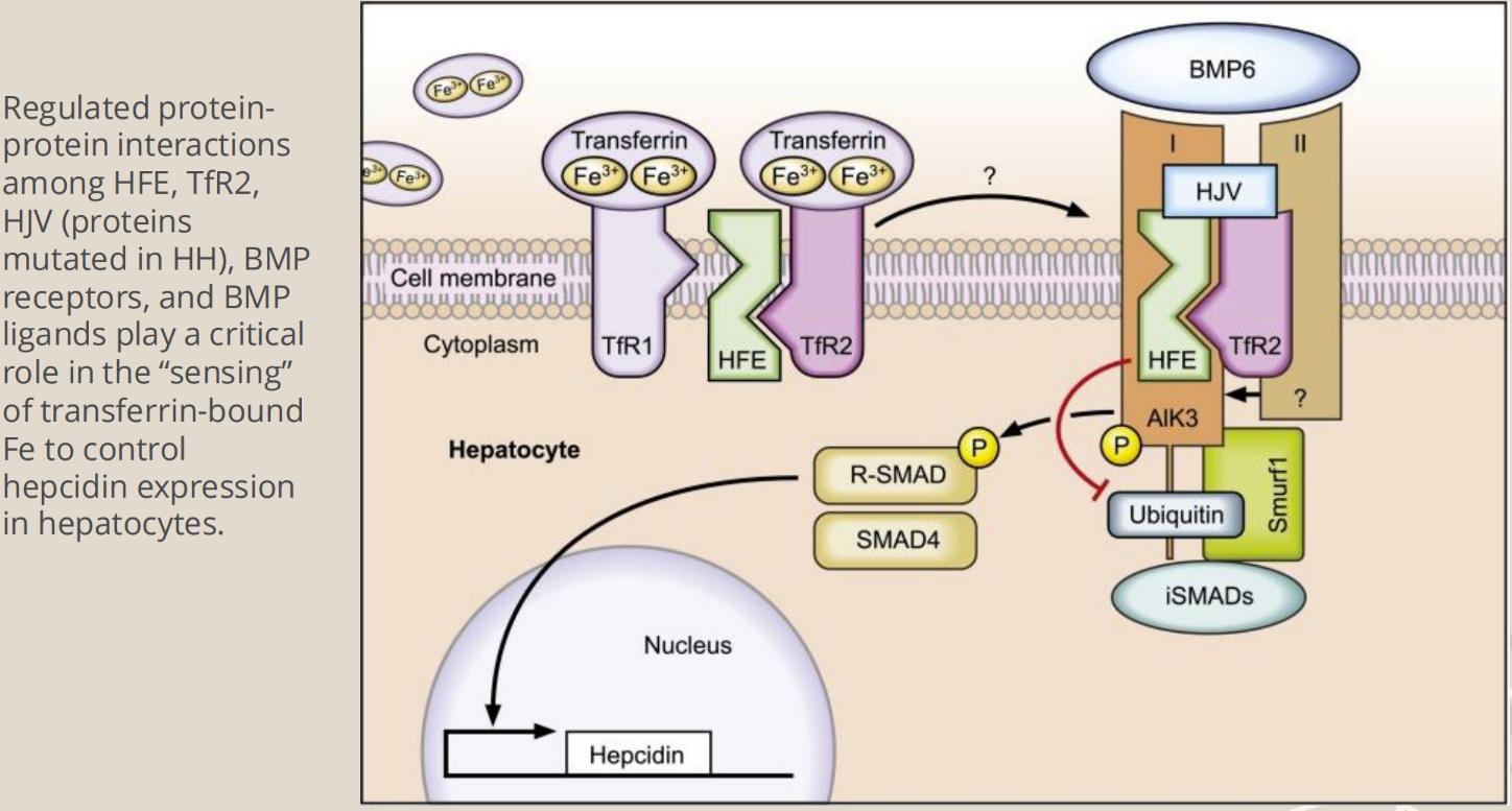 <p><span style="font-family: &quot;Times New Roman&quot;, serif;"><span>Causes of Hemochromatosis</span></span></p><p class="MsoListParagraphCxSpFirst"><span style="font-family: Aptos, sans-serif;"><span>-</span></span><span style="font-family: &quot;Times New Roman&quot;; line-height: normal; font-size: 7pt;"><span>&nbsp;&nbsp;&nbsp;&nbsp;&nbsp;&nbsp;&nbsp;&nbsp;&nbsp; </span></span><span style="font-family: &quot;Times New Roman&quot;, serif;"><span>The Hemochromatosis gene (HFE) = encodes for membrane bound protein that binds with B-microglobulin and transferring on the membrane of cells in the small intestine (and placenta)</span></span></p><p class="MsoListParagraphCxSpMiddle"><span style="font-family: &quot;Courier New&quot;;"><span>o</span></span><span style="font-family: &quot;Times New Roman&quot;; line-height: normal; font-size: 7pt;"><span>&nbsp;&nbsp; </span></span><span style="font-family: &quot;Times New Roman&quot;, serif;"><span>Caused by dysfunction of hemochromatosis type I HFE (HLA-H gene product)</span></span></p><p class="MsoListParagraphCxSpMiddle"><span style="font-family: Aptos, sans-serif;"><span>-</span></span><span style="font-family: &quot;Times New Roman&quot;; line-height: normal; font-size: 7pt;"><span>&nbsp;&nbsp;&nbsp;&nbsp;&nbsp;&nbsp;&nbsp;&nbsp;&nbsp; </span></span><span style="font-family: &quot;Times New Roman&quot;, serif;"><span>It is a membrane protein similar to MHC class I-type proteins</span></span></p><p class="MsoListParagraphCxSpMiddle"><span style="font-family: Aptos, sans-serif;"><span>-</span></span><span style="font-family: &quot;Times New Roman&quot;; line-height: normal; font-size: 7pt;"><span>&nbsp;&nbsp;&nbsp;&nbsp;&nbsp;&nbsp;&nbsp;&nbsp;&nbsp; </span></span><span style="font-family: &quot;Times New Roman&quot;, serif;"><span>Binds beta-2-microglobulin (B2M) through the alpha-3 transmembrane domain</span></span></p><p class="MsoListParagraphCxSpMiddle"><span style="font-family: Aptos, sans-serif;"><span>-</span></span><span style="font-family: &quot;Times New Roman&quot;; line-height: normal; font-size: 7pt;"><span>&nbsp;&nbsp;&nbsp;&nbsp;&nbsp;&nbsp;&nbsp;&nbsp;&nbsp; </span></span><span style="font-family: &quot;Times New Roman&quot;, serif;"><span>The HFE B2M protein complex then binds the transferring receptor (TFRC) through the HFE alpha-1 and alpha-2 domains</span></span></p><p class="MsoListParagraphCxSpMiddle"><span style="font-family: &quot;Courier New&quot;;"><span>o</span></span><span style="font-family: &quot;Times New Roman&quot;; line-height: normal; font-size: 7pt;"><span>&nbsp;&nbsp; </span></span><span style="font-family: &quot;Times New Roman&quot;, serif;"><span>The protein directs iron absorption based on cellular iron loads</span></span></p><p class="MsoListParagraphCxSpMiddle"><span style="font-family: Aptos, sans-serif;"><span>-</span></span><span style="font-family: &quot;Times New Roman&quot;; line-height: normal; font-size: 7pt;"><span>&nbsp;&nbsp;&nbsp;&nbsp;&nbsp;&nbsp;&nbsp;&nbsp;&nbsp; </span></span><span style="font-family: &quot;Times New Roman&quot;, serif;"><span>HFE function is required for normal regulation of hepatic synthesis of hepcidin, which is a major controller of iron metabolism</span></span></p><p class="MsoListParagraphCxSpMiddle"><span style="font-family: Aptos, sans-serif;"><span>-</span></span><span style="font-family: &quot;Times New Roman&quot;; line-height: normal; font-size: 7pt;"><span>&nbsp;&nbsp;&nbsp;&nbsp;&nbsp;&nbsp;&nbsp;&nbsp;&nbsp; </span></span><span style="font-family: &quot;Times New Roman&quot;, serif;"><span>If HFE is mutated, the gene expression of the hepcidin gene (HAMP) is significantly reduced</span></span></p><p class="MsoListParagraphCxSpMiddle"><span style="font-family: &quot;Courier New&quot;;"><span>o</span></span><span style="font-family: &quot;Times New Roman&quot;; line-height: normal; font-size: 7pt;"><span>&nbsp;&nbsp; </span></span><span style="font-family: &quot;Times New Roman&quot;, serif;"><span>HFE mutation results in decreased hepcidin responsiveness to iron, and thus iron is overloaded in the body</span></span></p><p class="MsoListParagraphCxSpMiddle"><span><span>§</span></span><span style="font-family: &quot;Times New Roman&quot;; line-height: normal; font-size: 7pt;"><span>&nbsp; </span></span><span style="font-family: &quot;Times New Roman&quot;, serif;"><span>Because hepcidin is normally the iron regulator</span></span></p><p class="MsoListParagraphCxSpLast"><span><span>§</span></span><span style="font-family: &quot;Times New Roman&quot;; line-height: normal; font-size: 7pt;"><span>&nbsp; </span></span><span style="font-family: &quot;Times New Roman&quot;, serif;"><span>Intestinal cells do not sense iron stores, and iron absorption continues into overload</span></span></p>