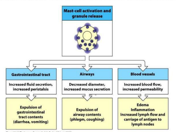 <p>Effect of Mast cell degranulation</p>