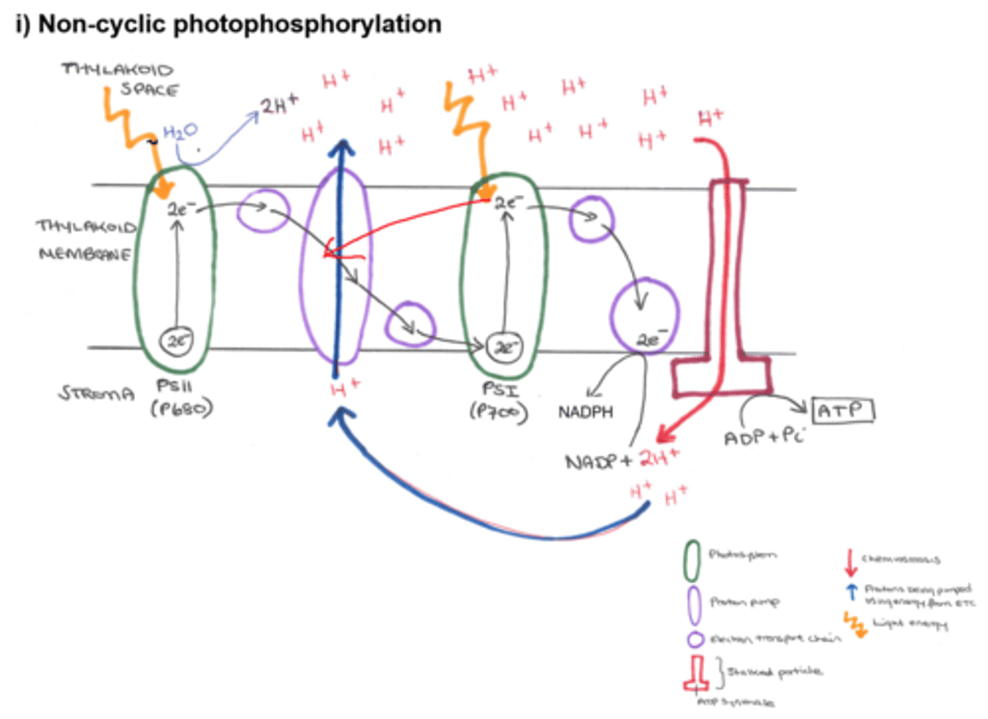 <p>1. Light energy is absorbed by the pigments in photosystem I and II. The light energy is transferred by the antenna pigments to chlorophyll a in the reaction centres.</p><p>2. The light energy is used to excite pairs of electrons (in the chlorophyll a) which are emitted.</p><p>3. The electrons are passed to primary electron acceptors which pass the electrons to an electron transport chain.</p><p>4. The electrons lost from photosystem II are replaced by electrons released during photolysis (in the thylakoid space).</p><p>5. The protons (H+) released during photolysis remain in the thylakoid space to produce a high concentration of protons in the thylakoid space.</p><p>6. The protons (H+ ) flow/diffuse down their electrochemical gradient (from the thylakoid space into the stroma) through the stalked particles and ATP synthase. This generates ATP from ADP and Pi. This is chemiosmosis.</p><p>7. The electrons emitted from PSII pass down a series of electron carriers in the electron transport chain and replace the electrons lost from photosystem I.</p><p>8. These electrons release energy as they go along the ETC which is used to pump the H+ back from the stroma into the thylakoid space to maintain the electrochemical gradient.</p><p>9. These electrons are then picked up by NADP (the final electron acceptor) together with two protons from the stroma, to form reduced NADP</p><p>10. The ATP and reduced NADP are the two products of the light dependent reactions. They now pass to the light independent reactions or Calvin cycle.</p>