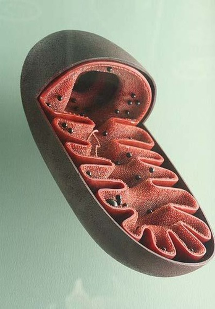 <p>Cell organelle where citric acid cycle occurs.</p>