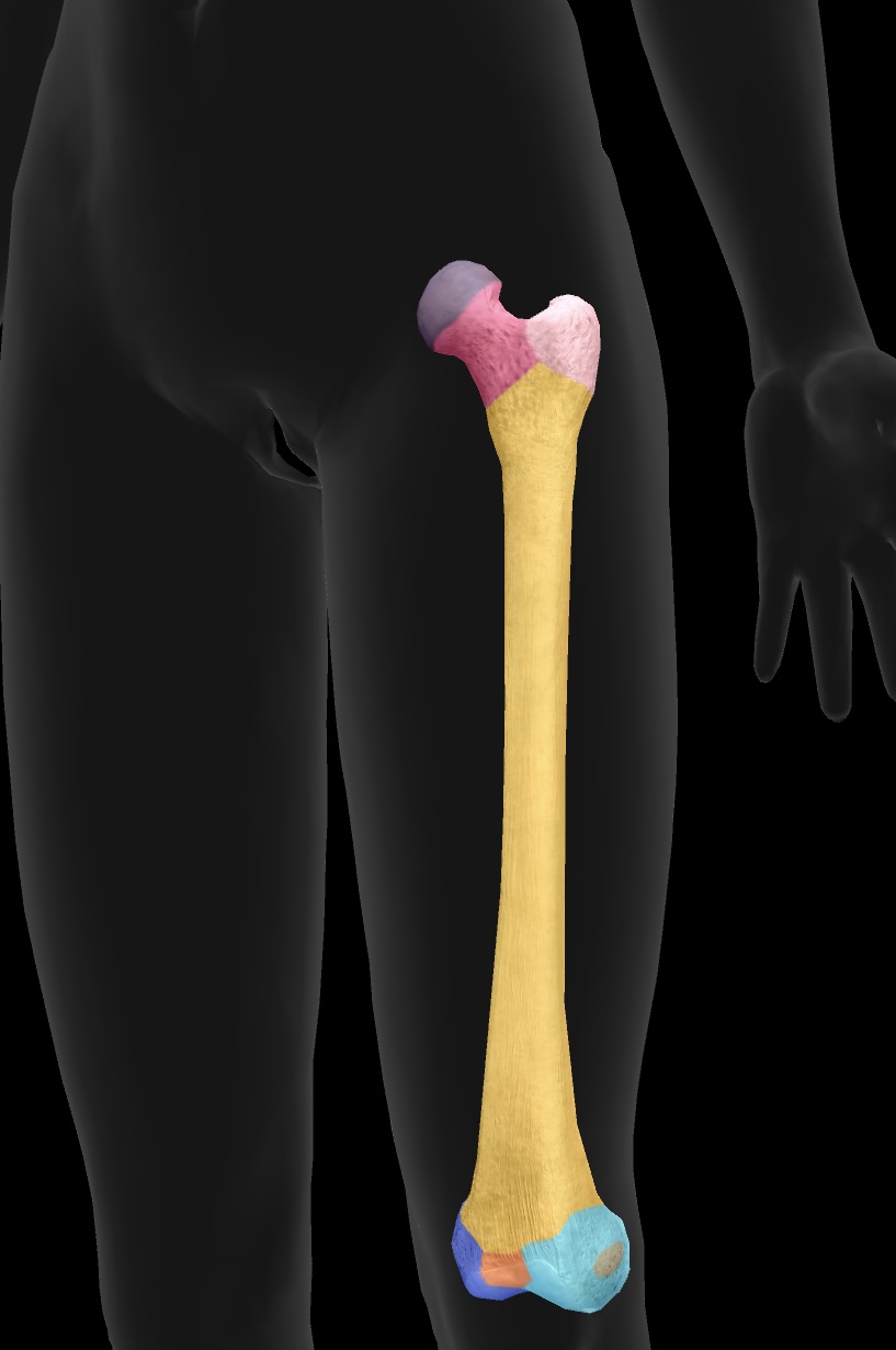 <p>articulate with the tibia to form the knee joint—similar to the medial condyle, located on the opposite side. </p>