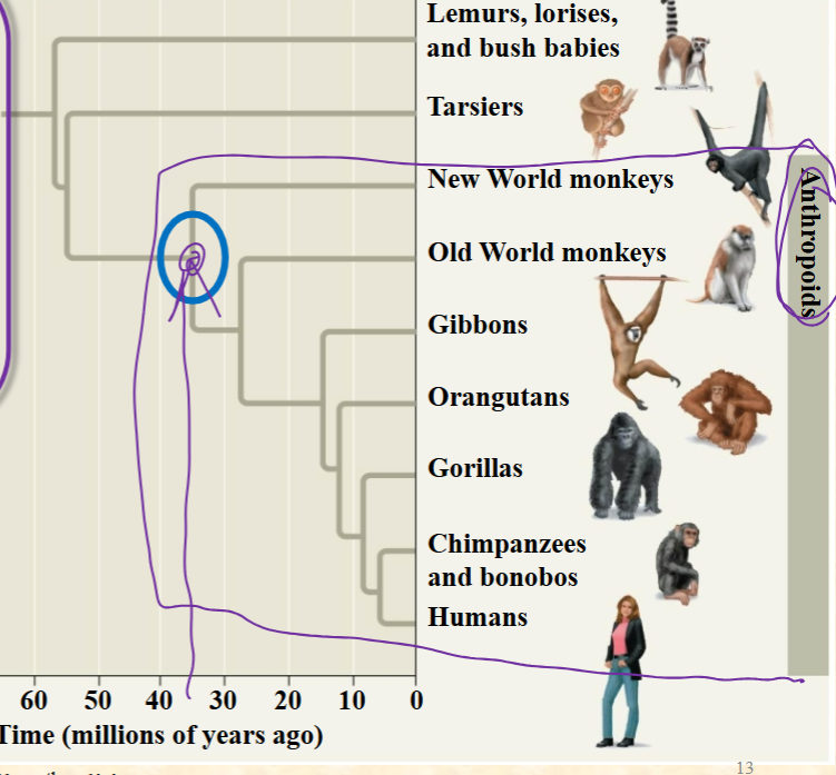 <p>Which has the closest relationship:<br>sibling taxa<br>A. Humans and chimps<br>B. Gorillas and chimps<br>C. New world monkeys<br>and old world<br>monkeys<br>D. Tarsiers and lemurs<br>E. These are all<br>equivalent</p>