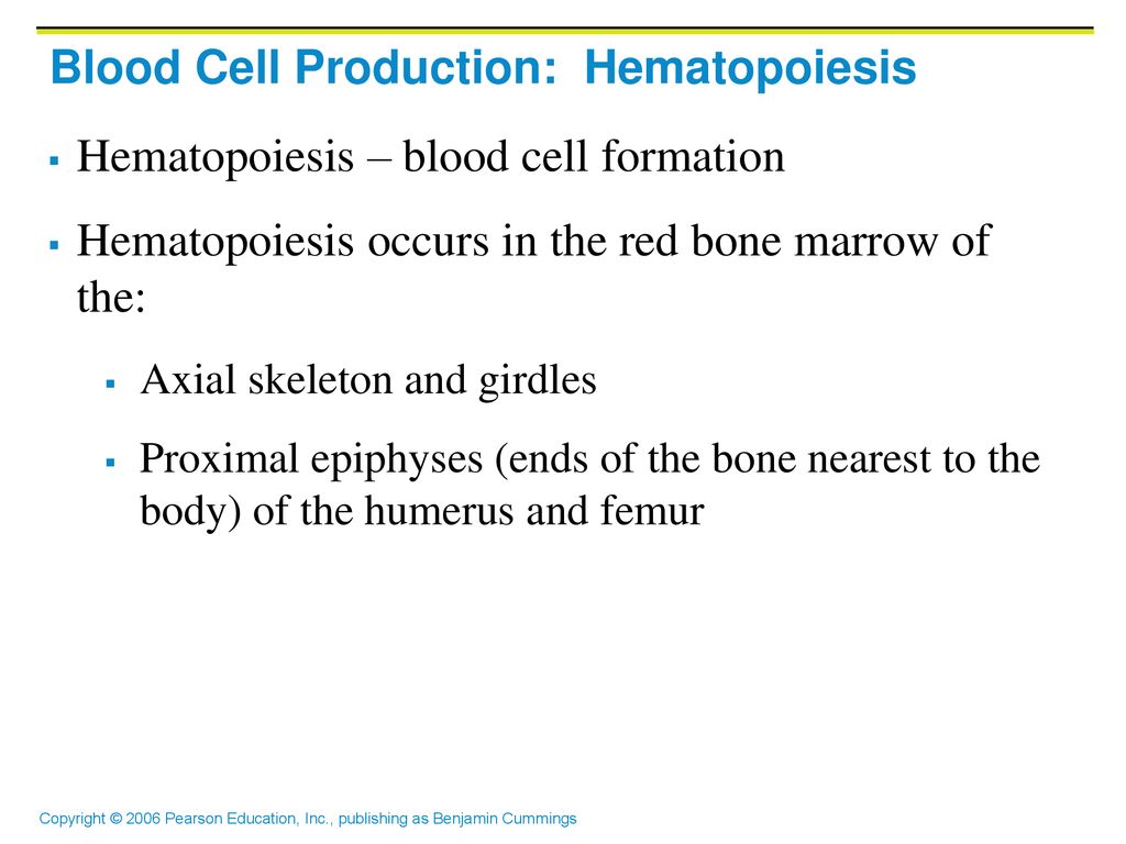 <p>hemopoiesis</p>