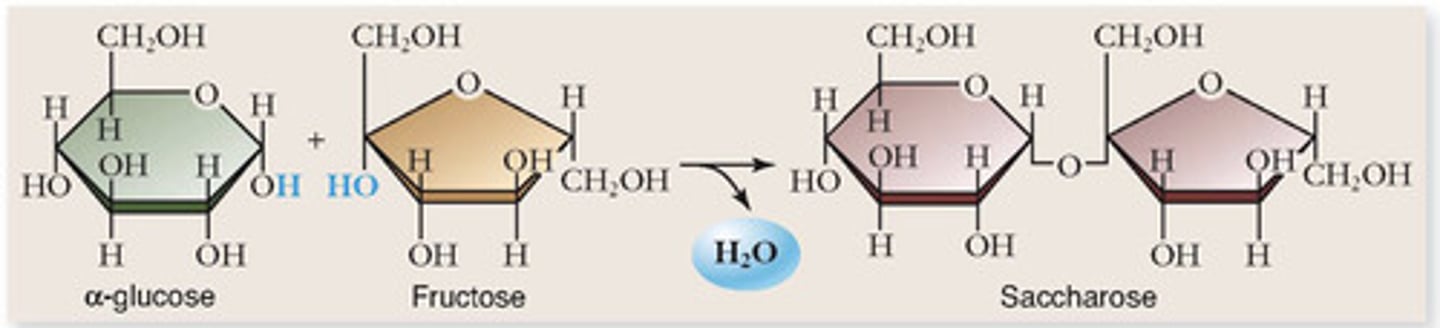 <ul><li><p>formé par la liaison de 2 monosaccharides</p></li><li><p>servent au transport des glucides dans les plantes</p></li><li><p>plus stables que les monosaccharides</p></li></ul><p></p>