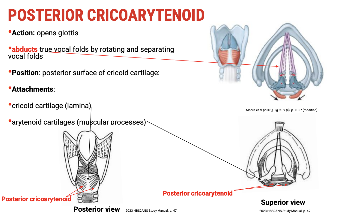 <p><span data-name="bone" data-type="emoji">🦴</span><span><strong>&nbsp;Anatomical Location</strong></span></p><ul><li><p><span>Located on the&nbsp;<strong>posterior surface of the cricoid cartilage</strong>&nbsp;(hence the name).</span></p></li><li><p><span>Origin:&nbsp;<strong>Posterior cricoid lamina</strong></span></p></li><li><p><span>Insertion:&nbsp;<strong>Muscular process of the arytenoid cartilage</strong></span></p></li></ul><p>&nbsp;</p><p><span data-name="arrows_counterclockwise" data-type="emoji">🔄</span><span><strong>&nbsp;Function</strong></span></p><ul><li><p><span><strong>Abducts the vocal folds</strong>&nbsp;by&nbsp;<strong>rotating the arytenoid cartilages laterally</strong>.</span></p></li><li><p><span>This action&nbsp;<strong>opens the glottis</strong>, allowing air passage for breathing.</span></p></li><li><p><span><strong>The only intrinsic laryngeal muscle responsible for vocal fold abduction</strong>&nbsp;(opening).</span></p></li></ul><p>&nbsp;</p><p><span data-name="man_teacher" data-type="emoji">👨‍🏫</span><span><strong>&nbsp;Clinical/Workshop Tip</strong></span></p><ul><li><p><span>Movement can be visualised by rotating arytenoids away from the midline on larynx models, showing how vocal folds separate.</span></p></li></ul><p></p>