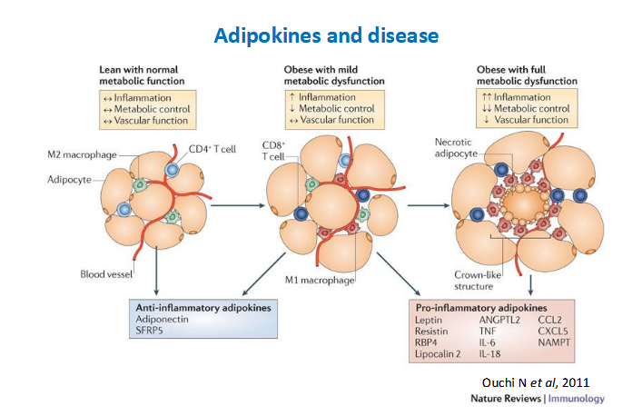 <p>Cytokines that are secreted by adipose tissue</p><p>the rate of secretion of many of these changes in obesity </p><p>Apokines have been shown to affect cell growth, metabolism, insulin sensitivity, vascular function, inflammation in other tissue, in most causing or exacerbating disease processes</p><p>ADIPONECTIN IS HIGHLY STUDIED EXAMPLE</p>