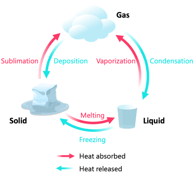 <ul><li><p>endothermic </p><ol><li><p>sublimation: solid → gas </p></li><li><p>vaporization: gas → liquid </p></li><li><p>melting: solid → liquid</p></li></ol></li><li><p>exothermic </p><ol><li><p>deposition: gas → solid </p></li><li><p>condensation: gas → liquid</p></li><li><p>freezing: liquid → solid </p></li></ol></li></ul><p></p>