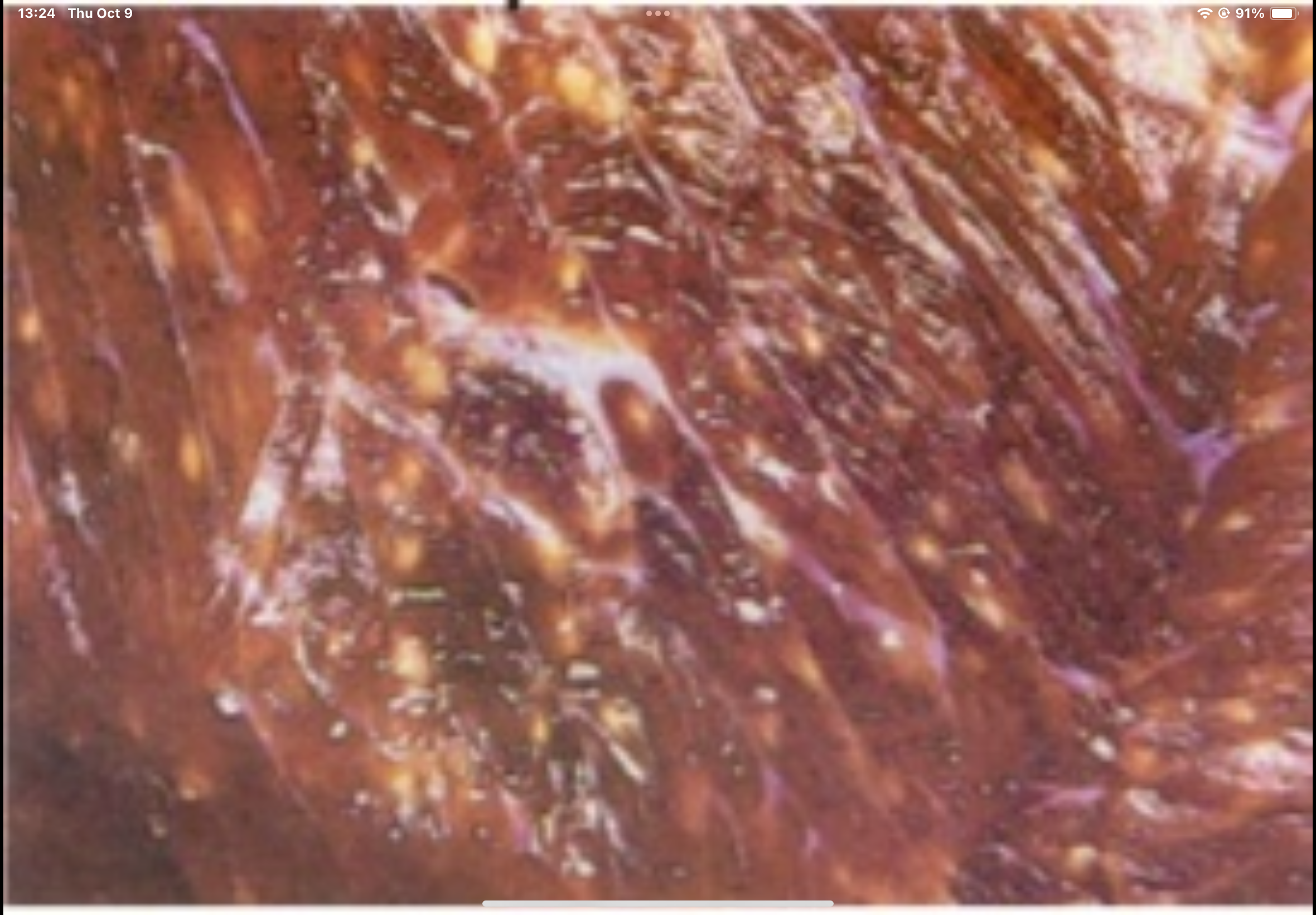 term image