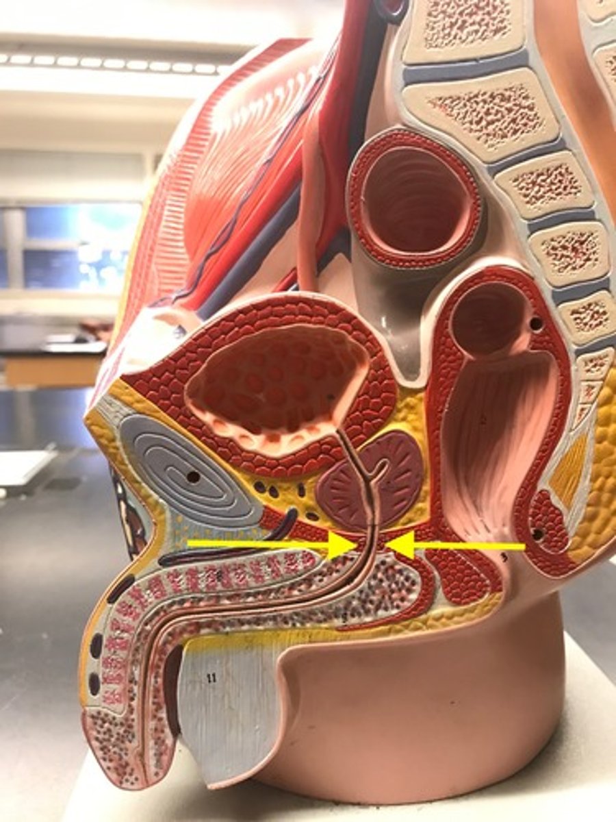 <p>contained within the urogenital diaphragm</p>