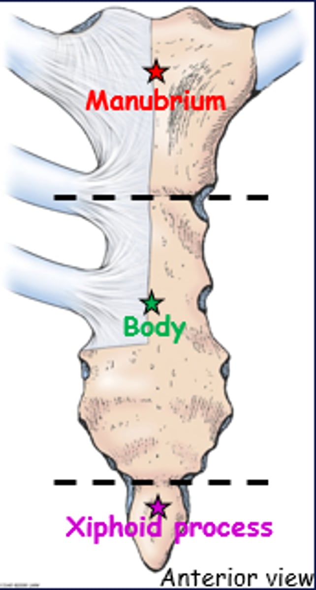 <p>1. Manubrium</p><p>2. Body</p><p>3. Xiphoid process</p>