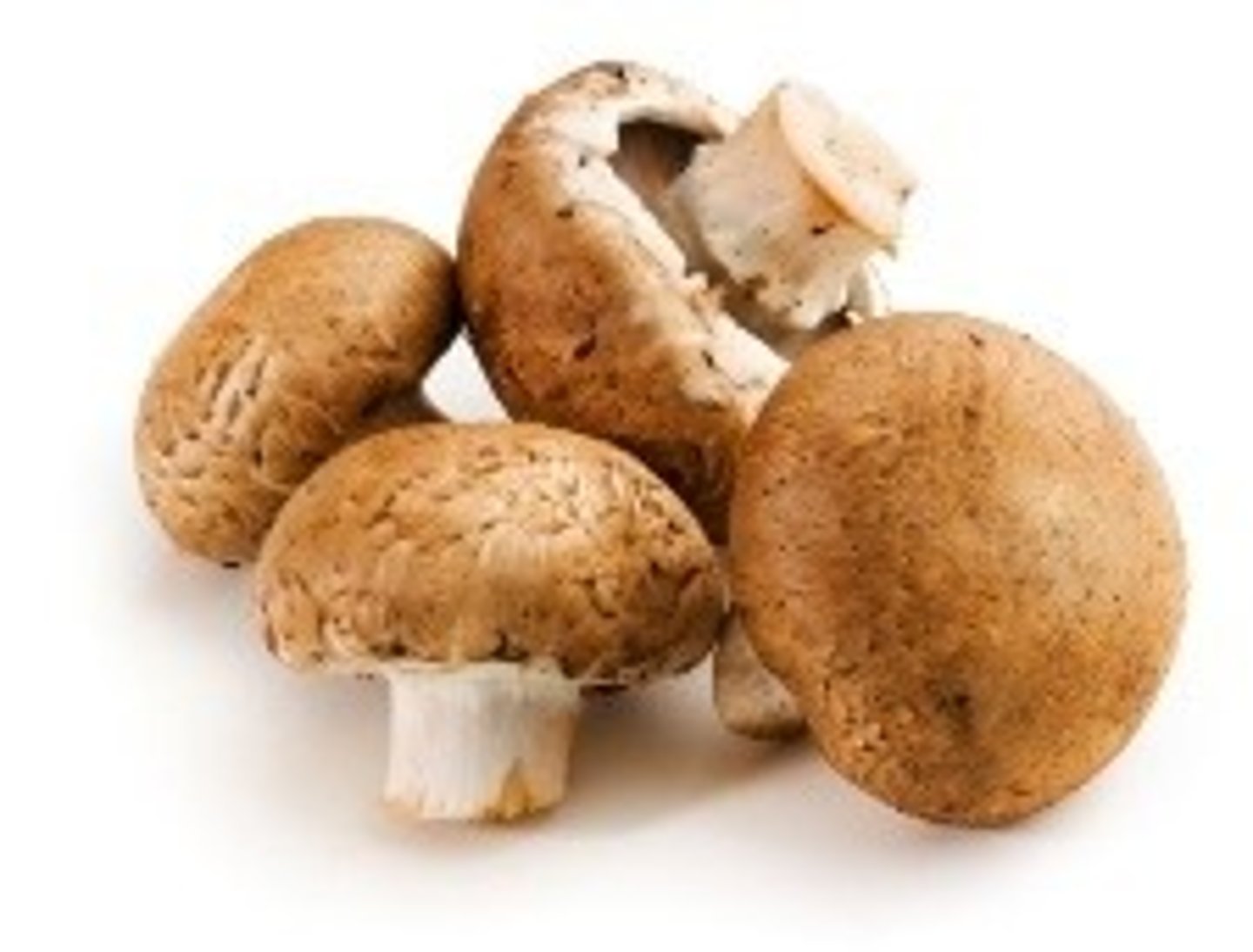 <p>mushroom</p>