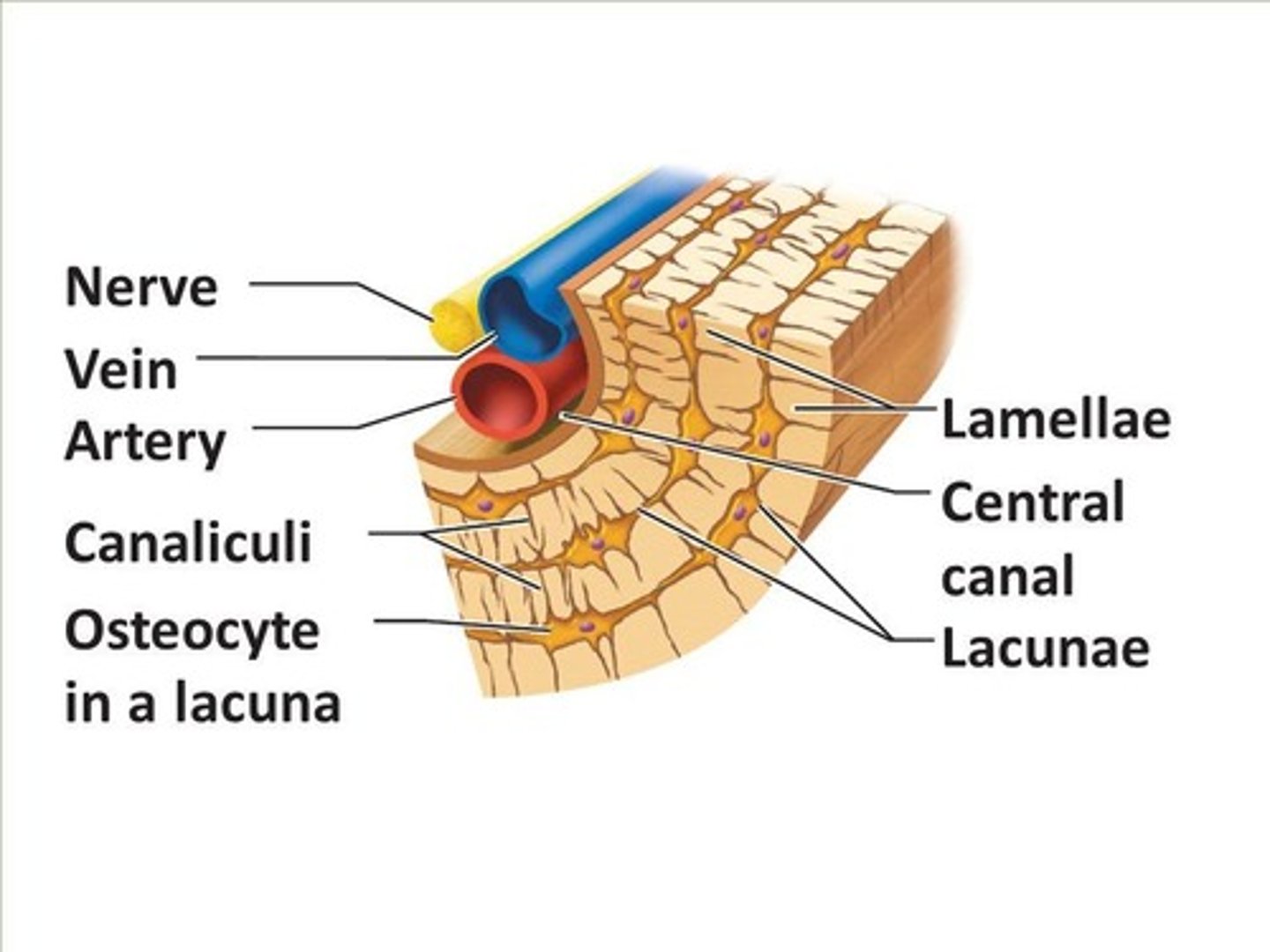 <p>Structural unit of compact bone, consisting of a central canal and concentric lamellae.</p>