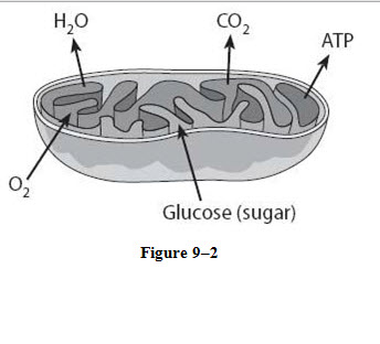 What process do the arrows for oxygen going in and water coming out represent in the figure 9-2 diagram of the mitochondria?