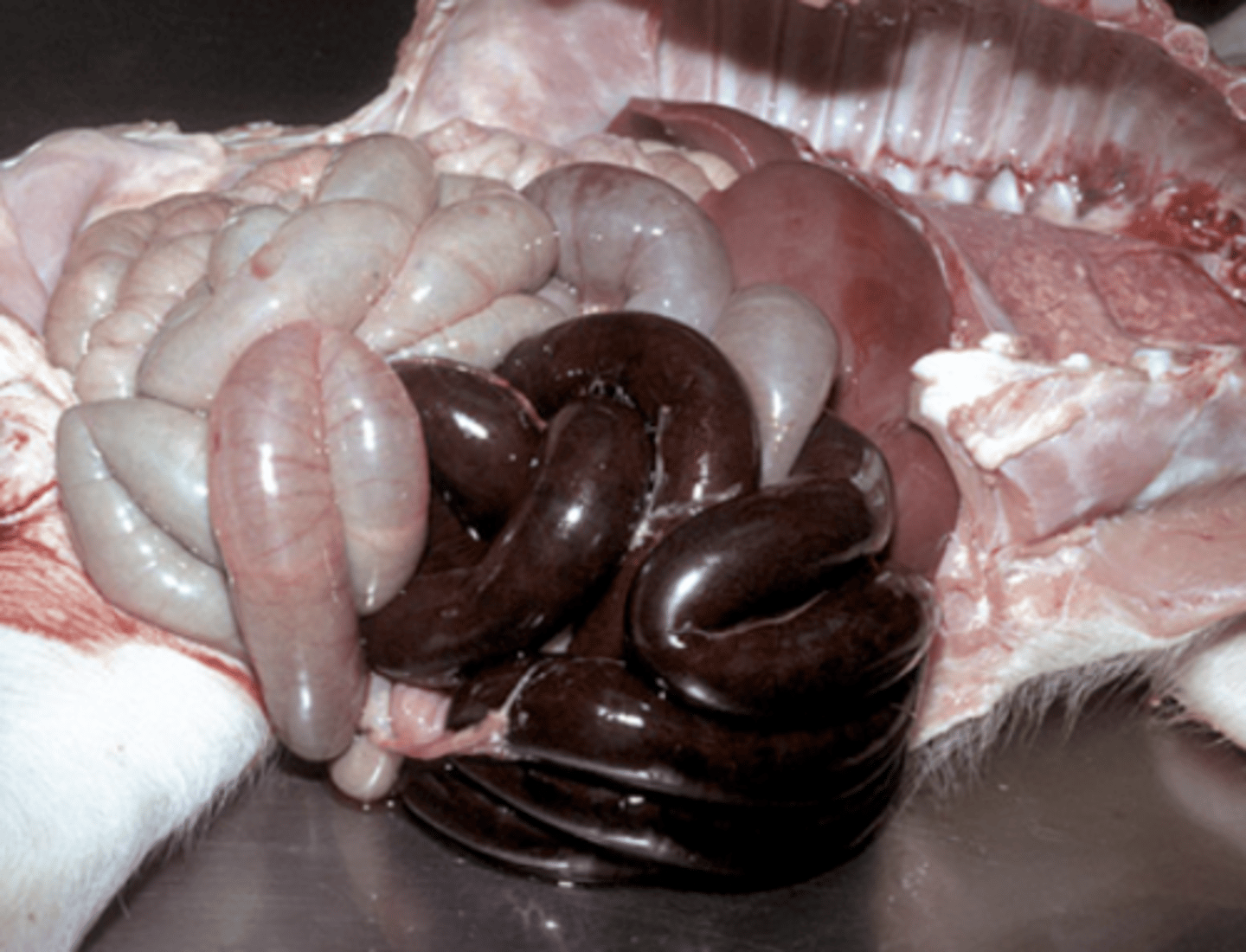 <p>This is an image of intestinal volvulus, what is being shown?</p>