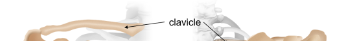 <p>Clavicle</p>
