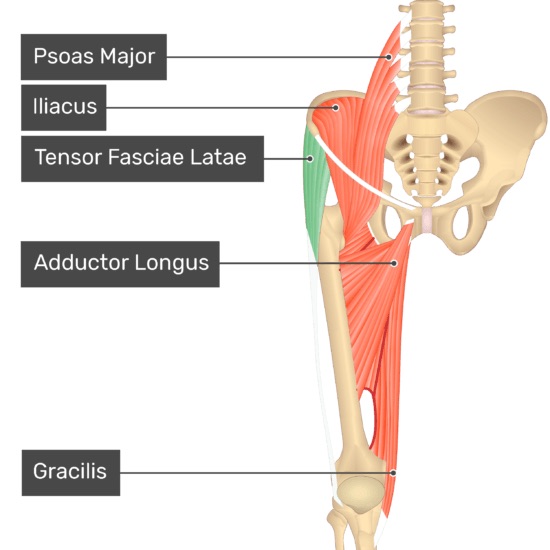 Origin: iliac crest and ASIS 

Insertion: Iliotibial band

Action: abducts and medially rotates thigh