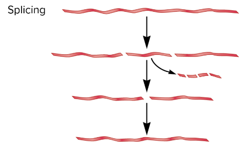 <ul><li><p>involves cleavage and joining of RNA molecules</p></li><li><p>RNA is cleaved at 2 sites, allowing an internal segment of RNA (intron) to be removed</p></li><li><p>after intron is removed, the two ends of the RNA are joined together</p></li><li><p>common among eukaryotic pre-mRNAs, occasionally with rRNAs, tRNAs, and a few bacterial RNAs</p></li><li><p>RNA modification</p></li></ul><p></p>
