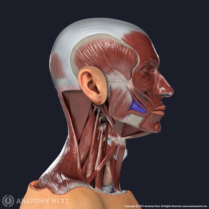 <p>Tightens the cheeks, located in the cheek area; functions to compress the cheeks (as in blowing) and aids in chewing.</p>