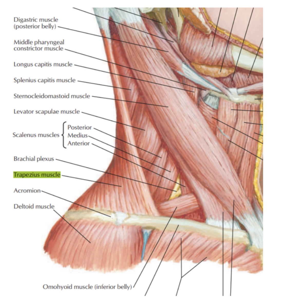 <ul><li><p>Origin —</p><ul><li><p>Superir nuchal line, external occipital protuberance, ligamentum nuchae, spinous processes of vertebrae CVII to TXII </p></li></ul></li><li><p>Insertion —</p><ul><li><p>Lateral one-third of clavicle, aronium, spine of scapula</p></li></ul></li><li><p>Innervation —</p><ul><li><p>Motor — accessory nerve (XI) proprioception — C3 and C4 </p></li></ul></li><li><p>Function —</p><ul><li><p>Assists in rotating the scapula during abduction of humerus above horizontal —</p><ul><li><p>Upper fibers — elevate</p></li><li><p>Middle fibers — adduct</p></li><li><p>Lower fibers — depress scapula</p></li></ul></li></ul></li></ul>