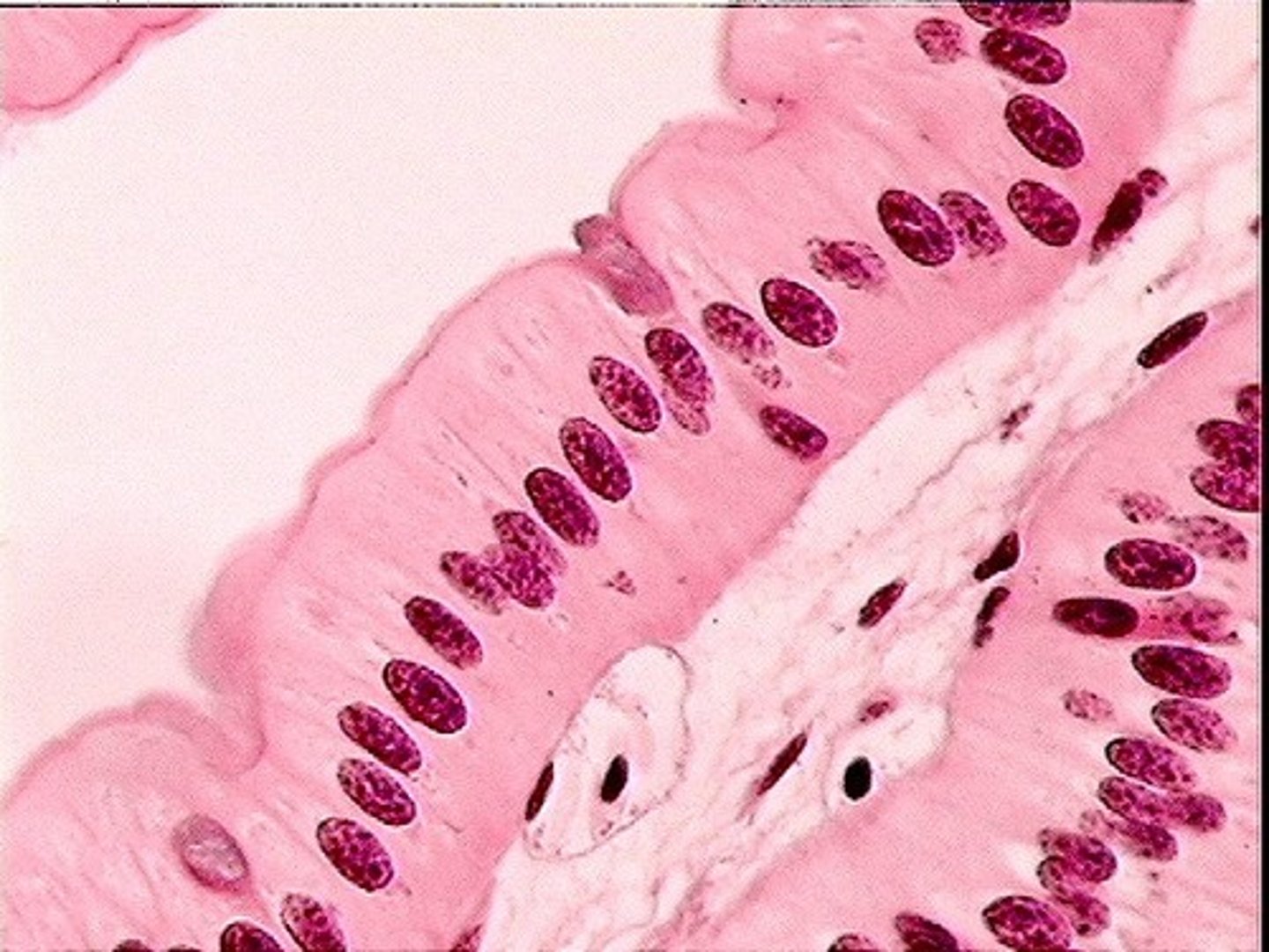 <p>Identify the tissue.</p>