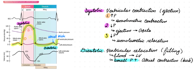 <p>Systolic Pressure: Ventricular contraction</p><ul><li><p>Increase pressure</p><ul><li><p>All valves closed (isovolumic contraction)</p></li></ul></li><li><p>Ejection</p><ul><li><p>Aortic valve opens</p></li></ul></li><li><p>Decrease pressure</p><ul><li><p>All valves closed (isovolumic relaxation)</p></li></ul></li></ul><p>Diastolic Pressure: Ventricular relaxation</p><ul><li><p>Mitral valve opens</p></li><li><p>Passive blood flow into ventricle</p></li><li><p>Small pressure increase: Atrial contraction (atrial kick)</p></li></ul><p></p>
