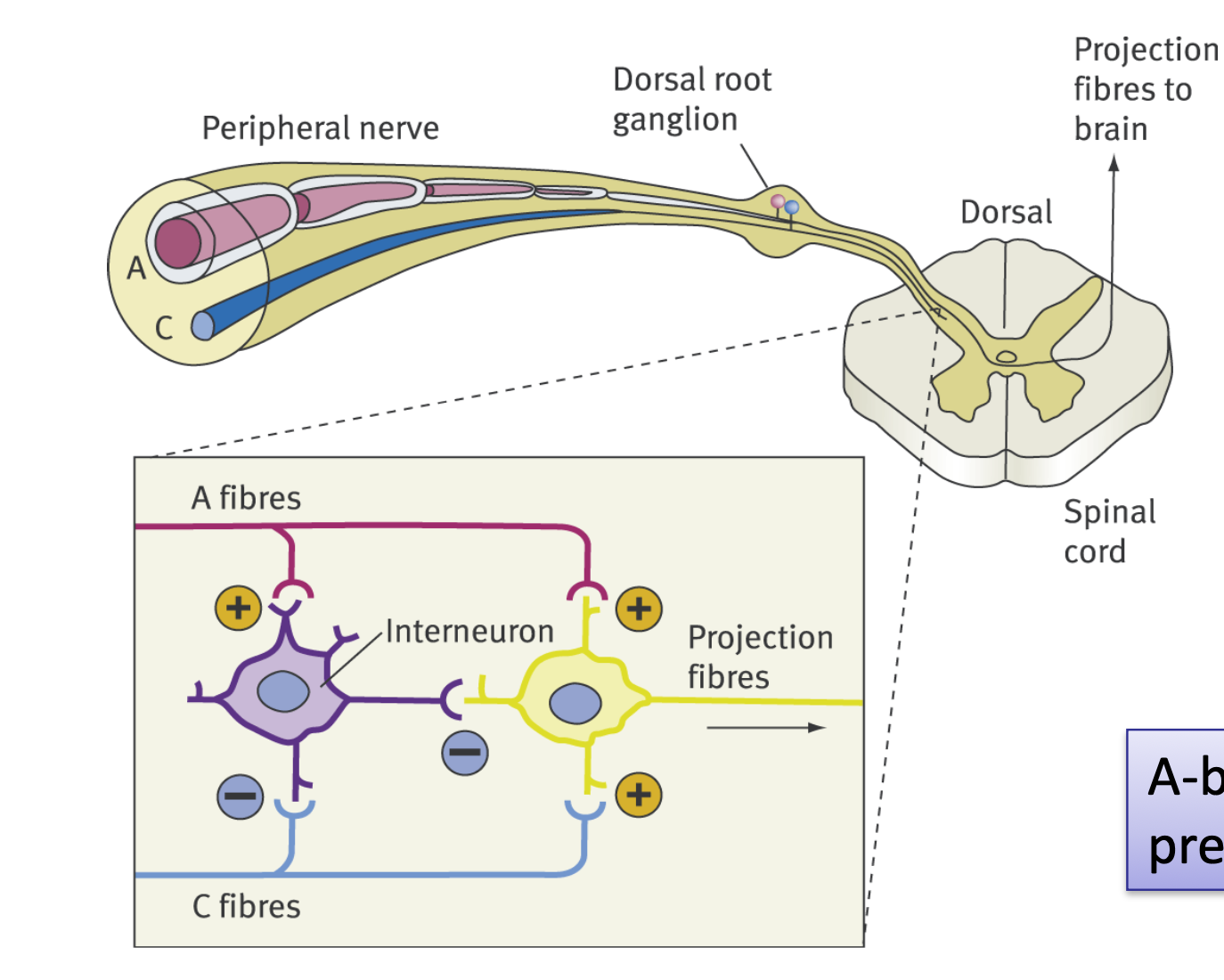 <p><span><span>According to the diagram, what is the pathway of a sensory signal from the body?</span></span></p>