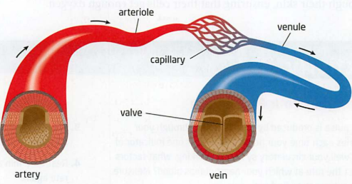 <p>(Type of blood vessel)</p><p>Role: site of exchange between blood and cells/tissues</p><ul><li><p>Bring blood into close contact w/tissues in the digestive system so that the blood can pick up nutrients from digested food.</p></li><li><p>Bring blood close to the alveolus where blood picks up oxygen.</p></li><li><p>Capillaries also deliver blood that is rich in oxygen/nutrients which picking up waste to transport to kidneys/lungs where they are removed from bloodstream.</p></li></ul><p>Structure: single thick cell wall, smallest diameter (only 1 epidermal cell thick)</p><p>Red = oxygenated, going to body </p><p>Blue = deoxygenated, going to heart</p>