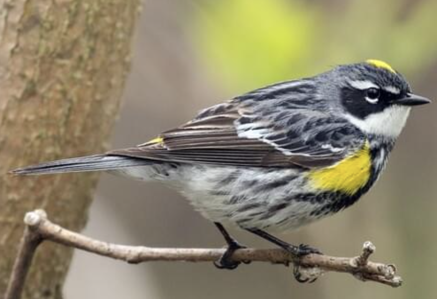 <p>Common. Yellow rump and throat</p>