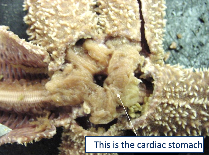 <p>2 Part Stomach </p>