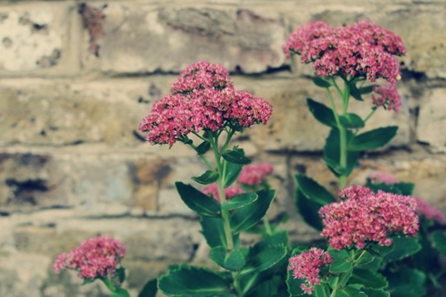 <p>autumn joy sedum</p>