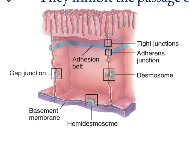 <ul><li><p>composed of plaque and are linked by transmembrane glycoproteins that extend across a gap between adjacent cell membranes and link the cytoskeletons of cells together</p></li><li><p>These spot weld-like junctions are common among the epidermis of the skin and cardiac muscle cells in the heart</p></li></ul><p></p>