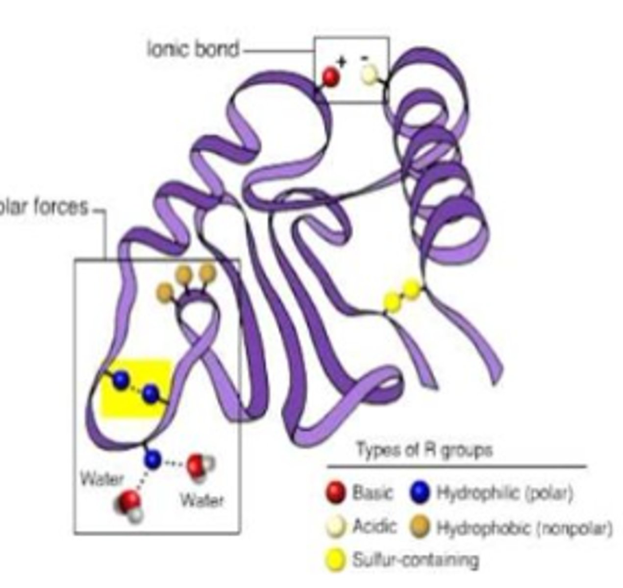 <p>The protein finishes folding, it now has a three-dimensional shape and is usually functional at this point.</p>