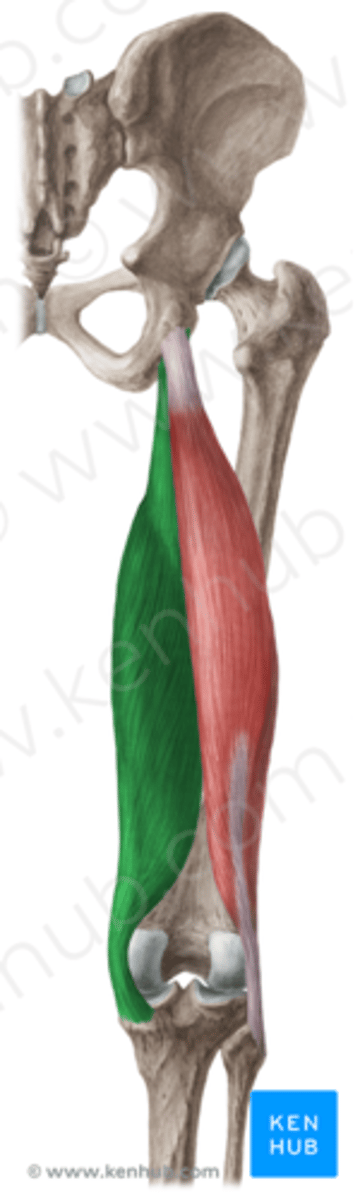 <p>O: tuber ischiadicum</p><p>V: vormt tevens mediale grens van fossa poplitea</p><p>+ scheidt de M. semitendinosus en de M. biceps femoris van de M. adductor magnus</p><p>I:</p><p>deel rechstreeks: posterieure aspect van de condylus medialis van de tibia</p><p>ander deel: lig. popliteum obliquum (van de capsula articularis van kniegewricht + in de fascia poplitea)</p><p>W: krachtiger</p><p>heup: retroflexie, endorotatie</p><p>knie: flexie</p><p>Inn: N. tibialis</p>