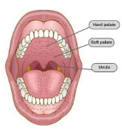 <ul><li><p>folds back to block food from going down nose and into the laryngopharynx</p></li></ul><p></p>
