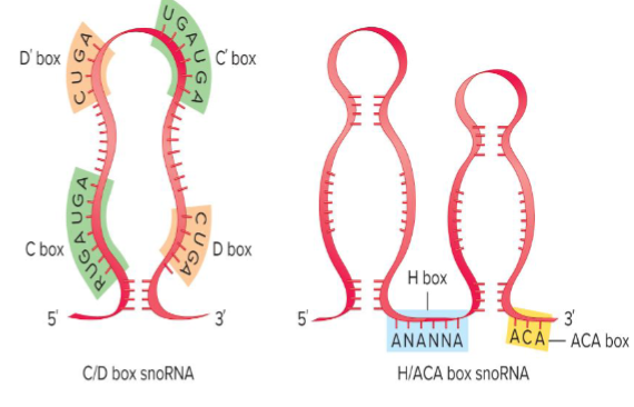 <ul><li><p>~100-200 nt and guide pseudouridylation</p></li><li><p>forms a snoRNP w/ two copies of a protein that catalyzes the conversion of uracil to pseudouracil</p></li><li><p>small nucleolar ribonucleoprotein: ea type provides a scaffold to form ““</p></li></ul><p></p>