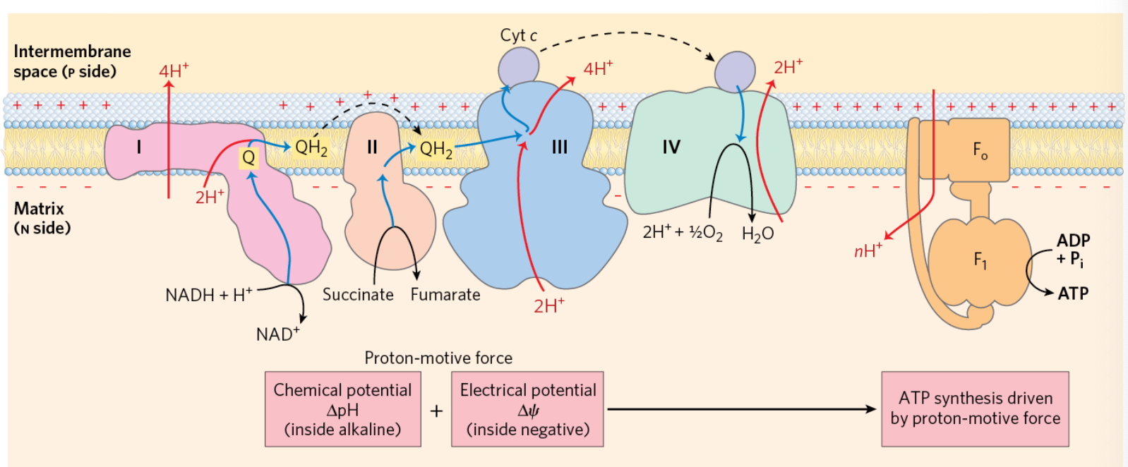 <ul><li><p>protons transported uphill against electrochemical gradient during electron transport</p></li></ul><ul><li><p>each NADH oxidized drives 10 H<sup>+</sup> which yields ~3 ATP molecules</p></li></ul><p></p>