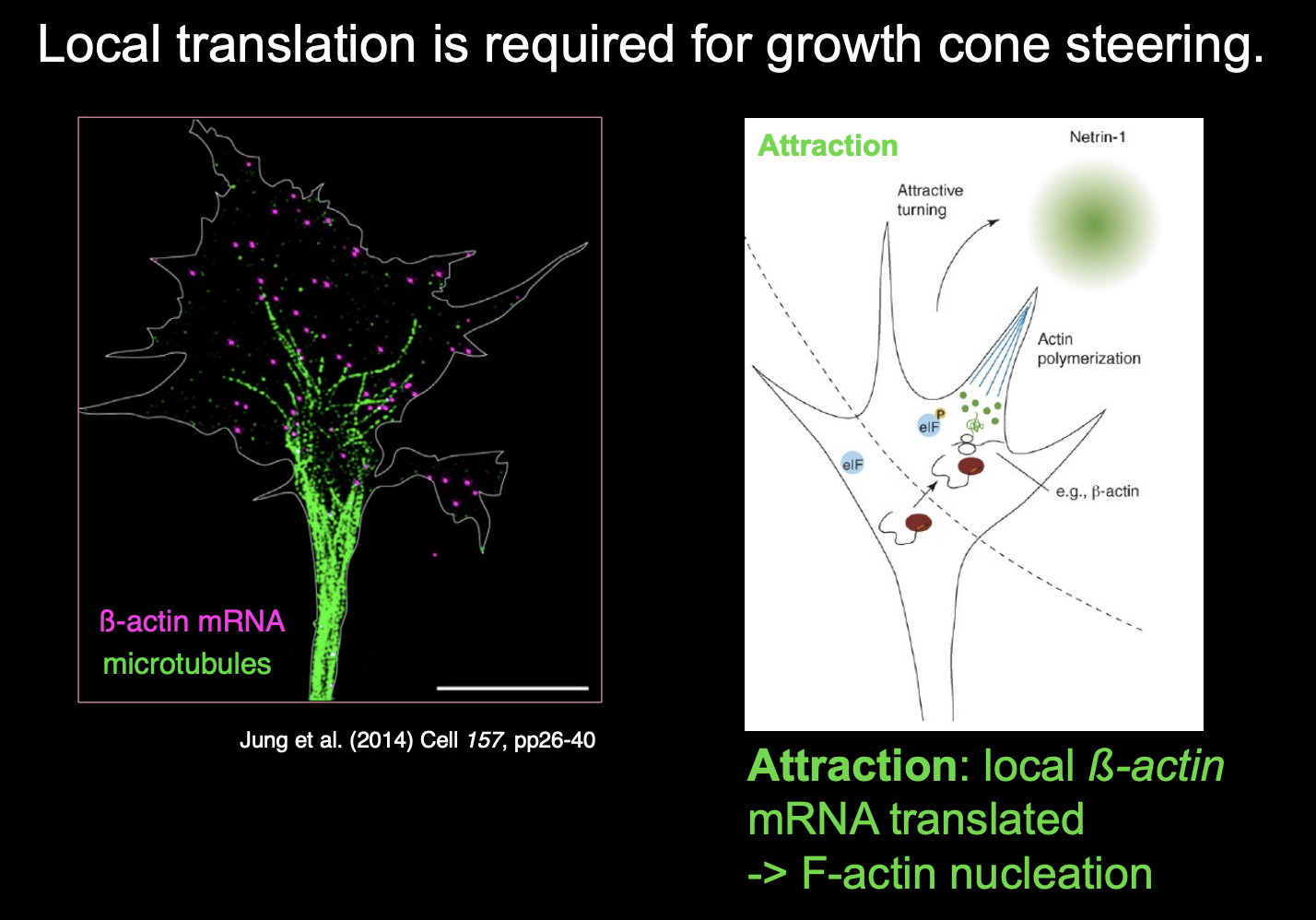 <p>for example:</p><ul><li><p>attractive or repulsive turning reponses of growth cones to <strong>netrin-1</strong> and Semaphorin3A (respectively)</p></li><li><p>require local translation witin the growth cone</p></li><li><p>among transcipts regulated by local tranlsation in respoponce to guidance in response to guidance cues are:</p><ul><li><p>beta-actin (attraction)</p></li><li><p>cofilin</p></li><li><p>RhoA→ repulsion→ including actin depolymerisation</p></li></ul></li></ul><p></p><p><em>in summary→ different mRNA activated </em></p><ul><li><p>difference receptors causes different pools of mRNAs to be activated</p></li><li><p>how does mRNAs</p><ul><li><p>stya, get there  and get pooled</p></li></ul></li><li><p>mRNA increase the seniticity of the direction due to the cue sensed by the receptors seen above</p></li></ul><p></p>