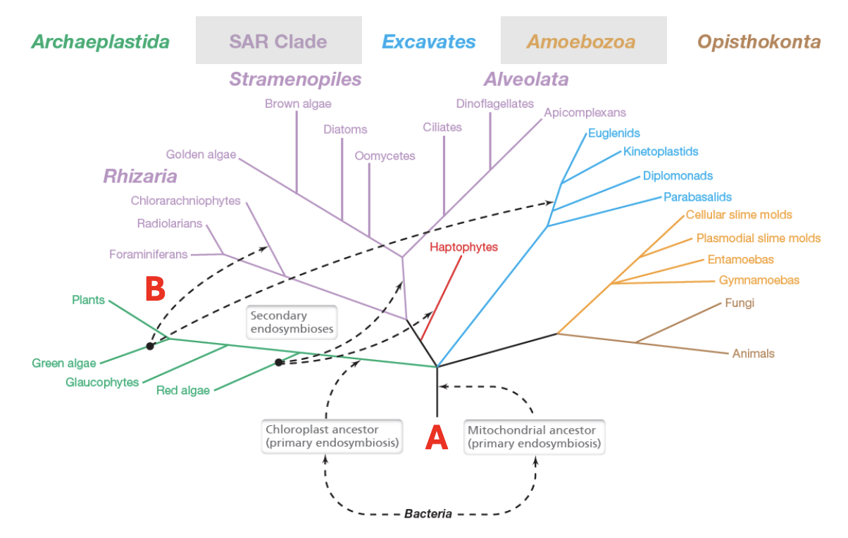 <p>Eukaryotic supergroups</p>